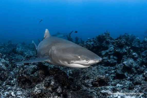 Topdive Moorea