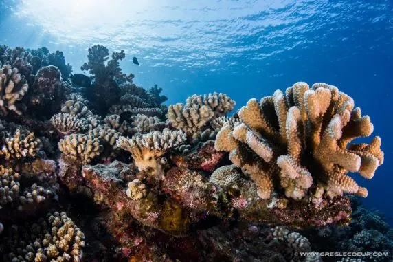 Topdive Rangiroa