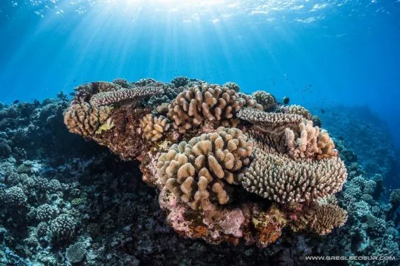 Topdive Bora Bora