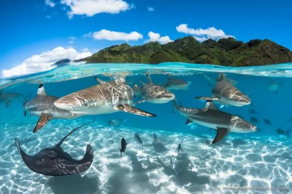 Topdive Moorea
