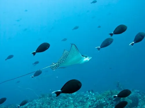 Pure Dive Resort