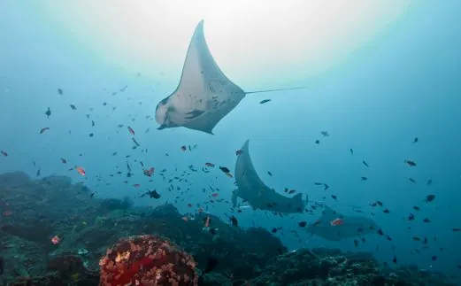 Pure Dive Resort