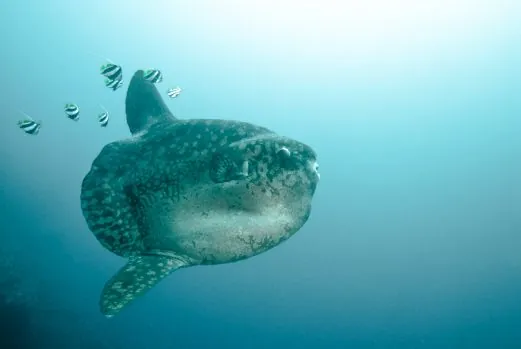 Pure Dive Resort
