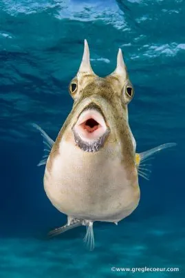 Topdive Moorea