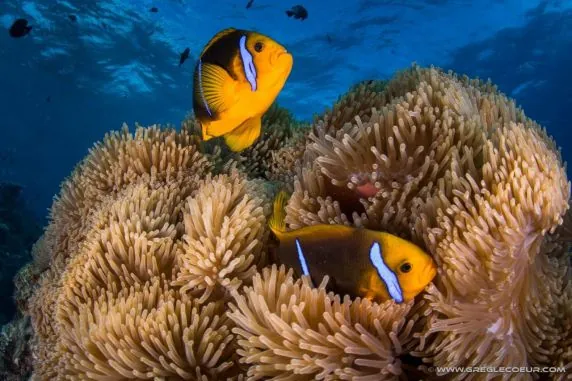 Topdive Bora Bora