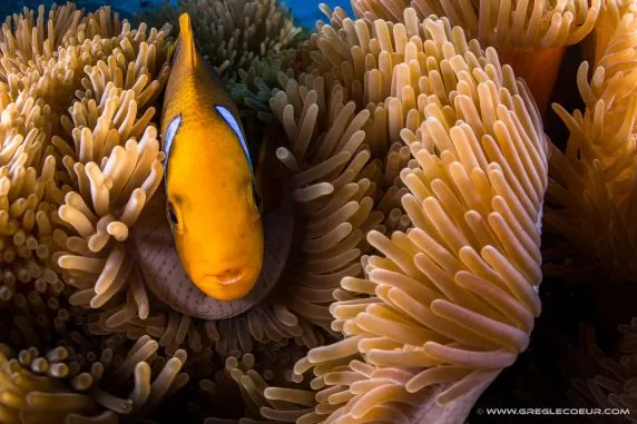 Topdive Moorea