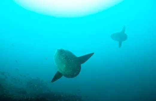 Pure Dive Resort