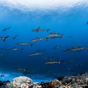 Topdive Fakarava