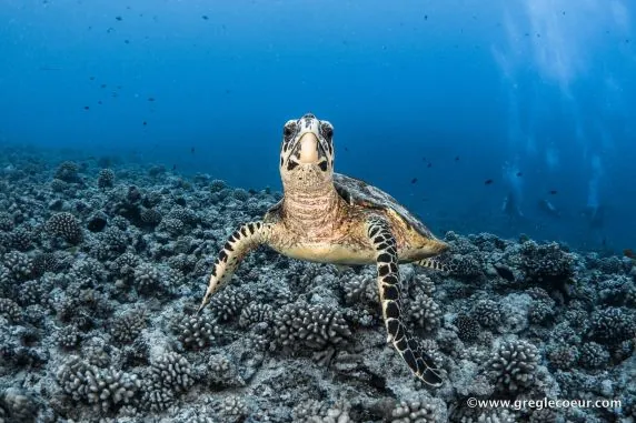 Topdive Tikehau