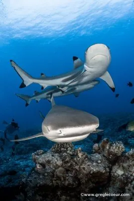 Topdive Tikehau