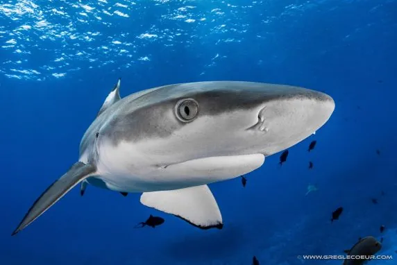 Topdive Tikehau