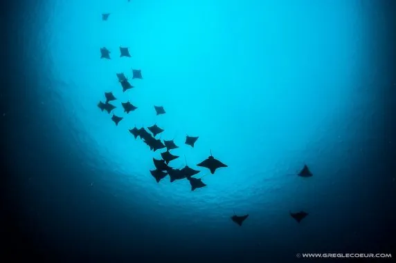 Topdive Moorea