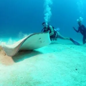 Dive Adventures
