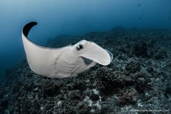 Topdive Rangiroa