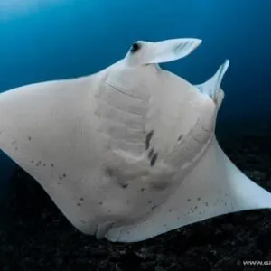 Topdive Bora Bora