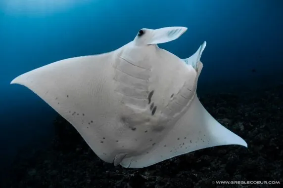 Topdive Bora Bora