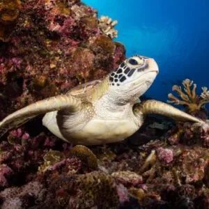 Topdive Moorea