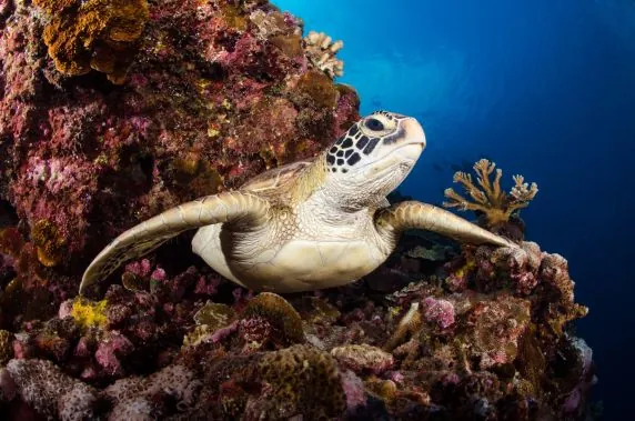 Topdive Moorea