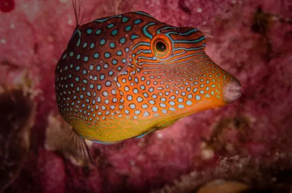 Topdive Tahiti