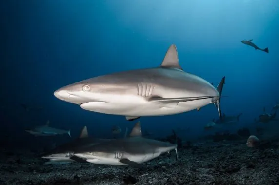 Topdive Tahiti