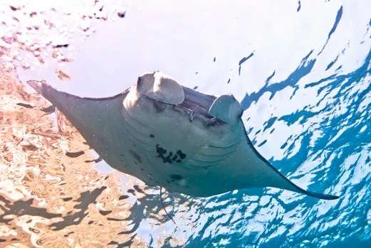 Pure Dive Resort