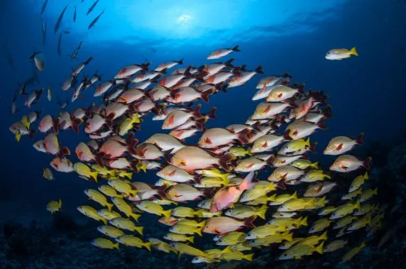 Topdive Tikehau