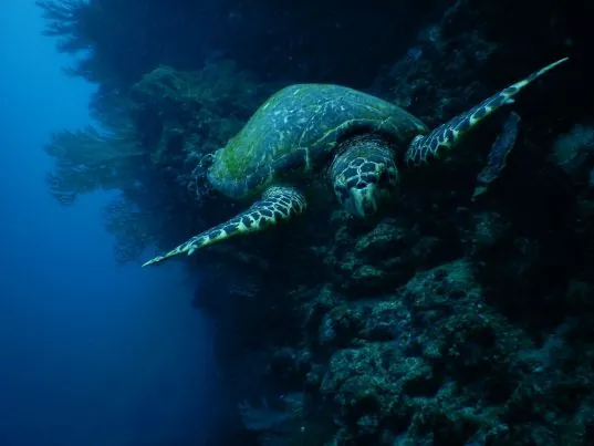 Poseidon Dive Center