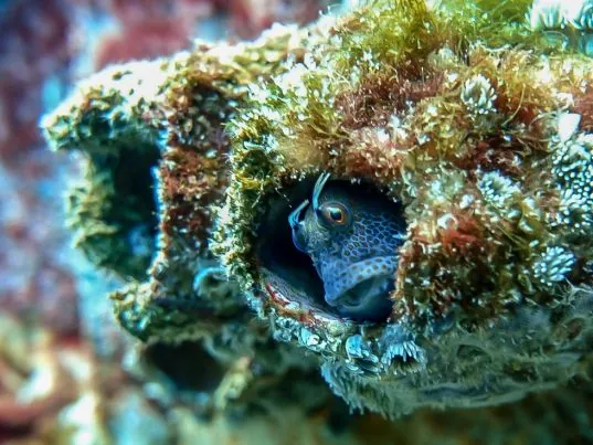 Chelonia Dive Center