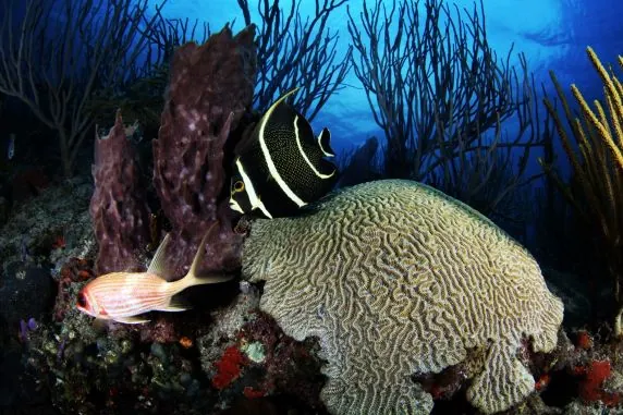 Atlántis Varadero Scuba Diving Center