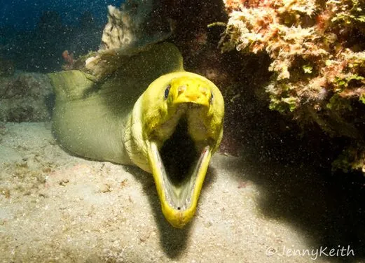 Dive Experience