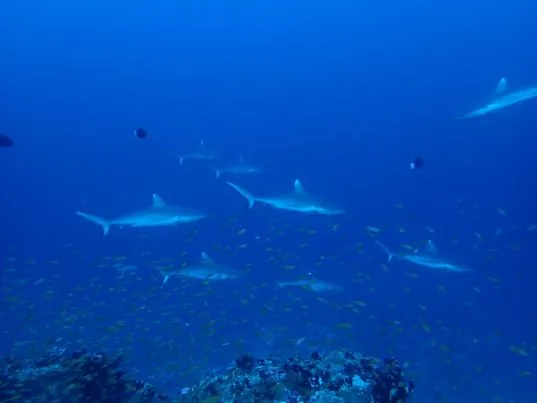 Dhigurah Divers