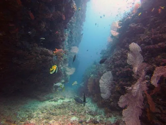 Dhigurah Divers