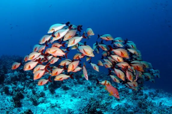 Topdive Moorea