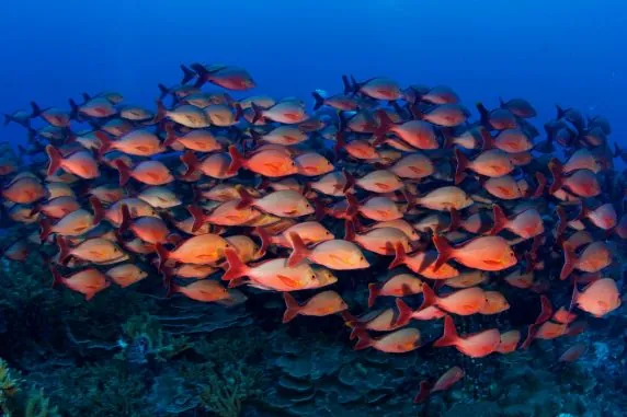 Topdive Bora Bora