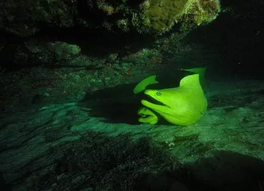Phantom Divers