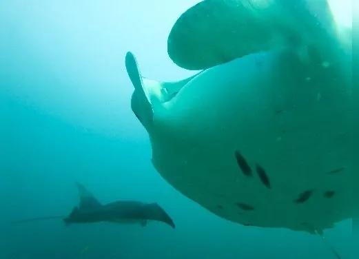 Dune Maldives Diving Center