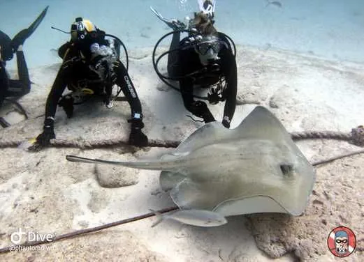 Phantom Divers