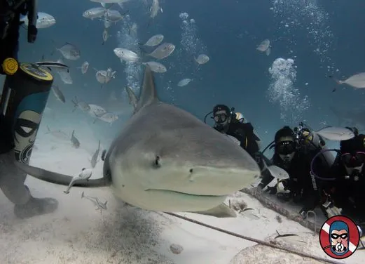 Phantom Divers