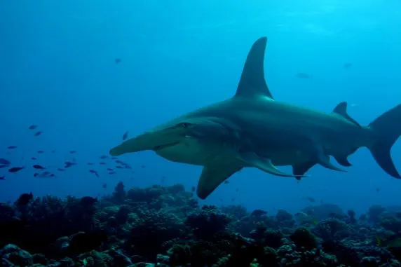 Topdive Rangiroa