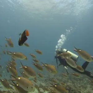 Be Water Diving