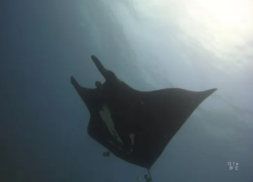 Be Water Diving