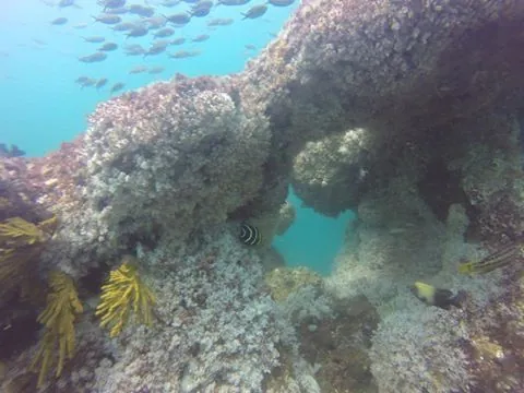 Allen's Diving