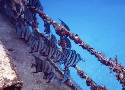 Adventures in Diving STX