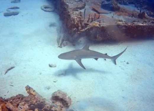Adventures in Diving STX