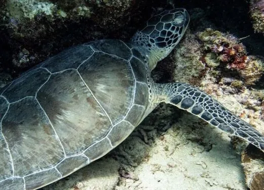 Adventures in Diving STX
