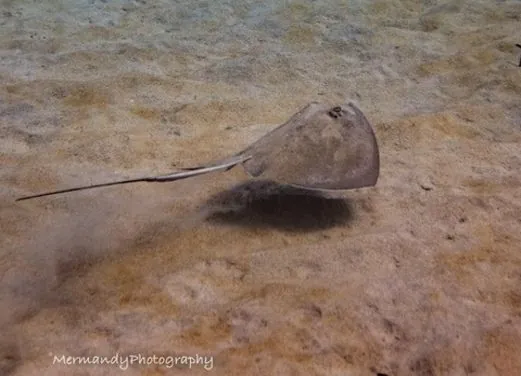 Adventures in Diving STX