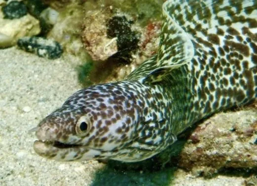 Adventures in Diving STX