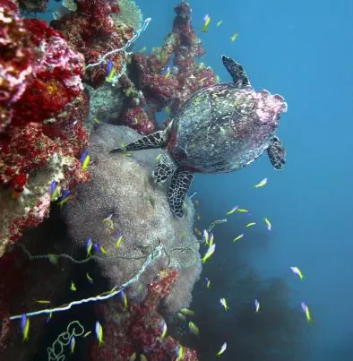 Sea Star Diving