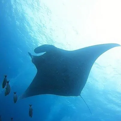 Aqua Center Diving