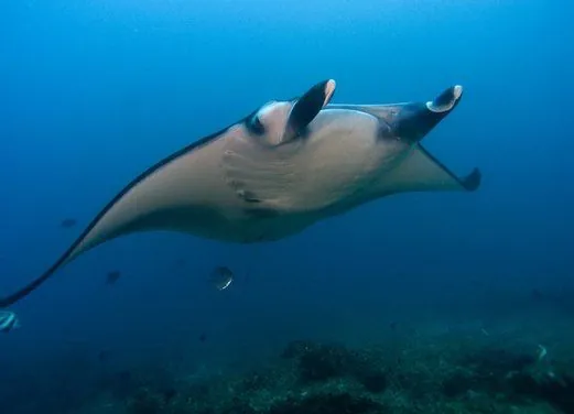 Tofo Scuba
